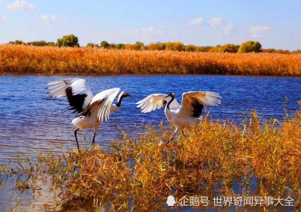 鄱阳湖自然保护区