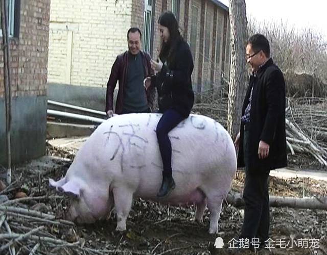 世界上最大"猪王",重1500斤体长2米,去世后活佛帮它超度