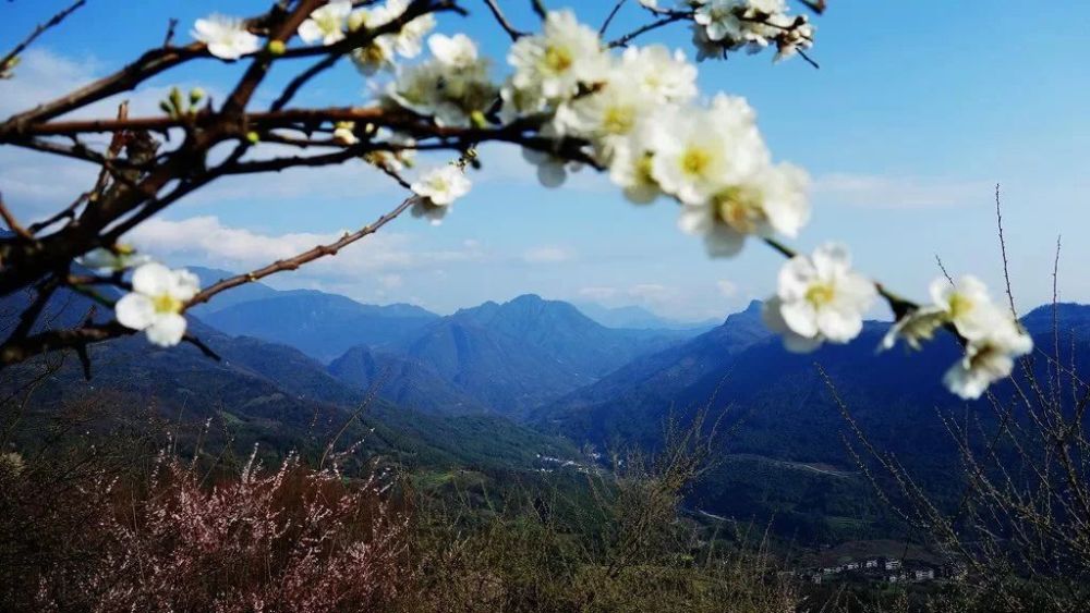 这里就是大邑县雾山乡的大坪村 目前这里大片梅林集中盛开 远山含黛