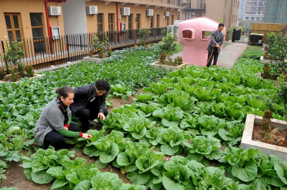 外国人屋顶铺石子,建凉亭摆桌椅做休闲区,国内大妈:还不如种菜