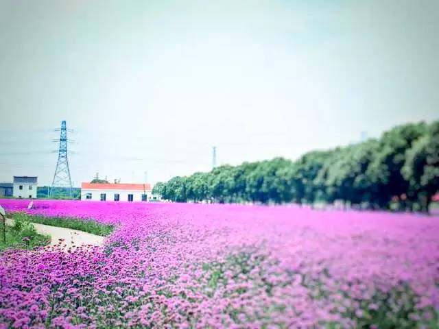 荪湖花海,公园,月湖公园,九峰山,宁波