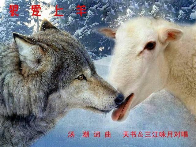 图片来源于网络 图片来源于网络 这就是一个典型的"狼羊相爱"的故事