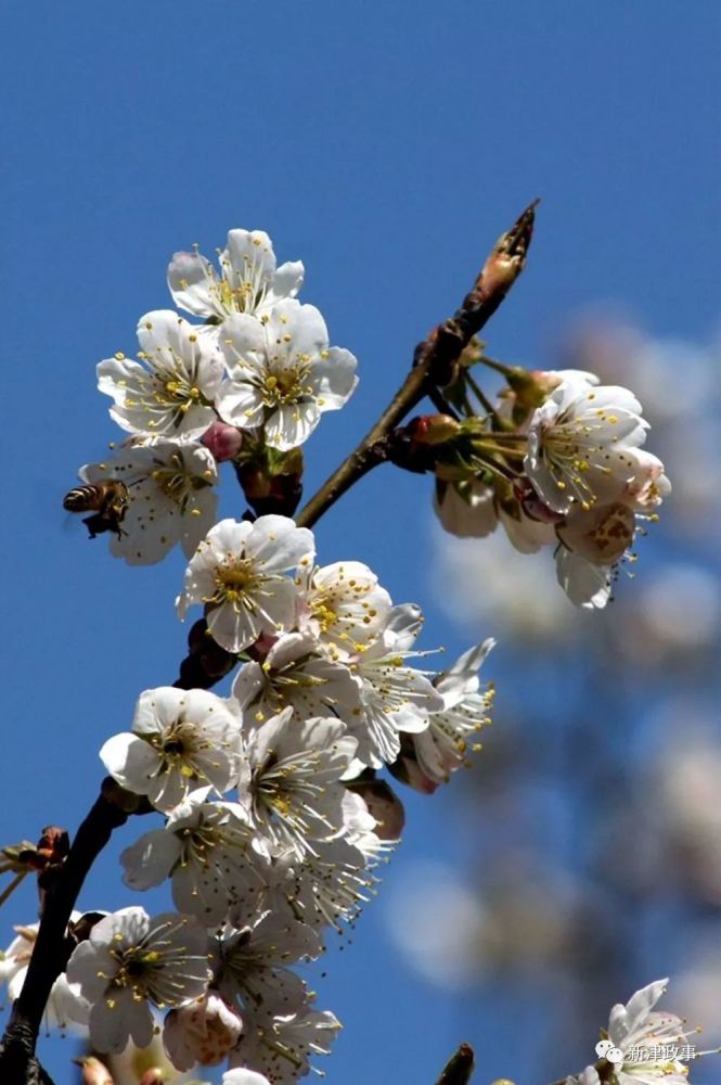 新津梨花溪,梨花溪,新津