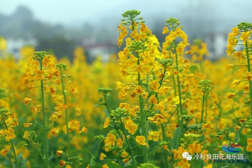 960万赣南人的期待,千亩彩色油菜花海,3.8号等你打卡!