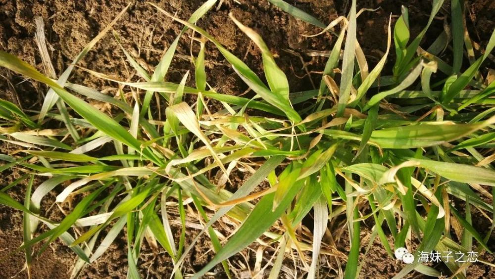 小麦返青期黄叶原因剖析