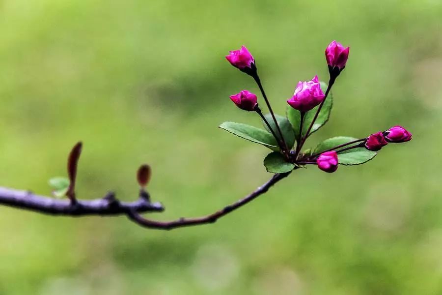 春天,是万物苏醒,生机盎然的时节.