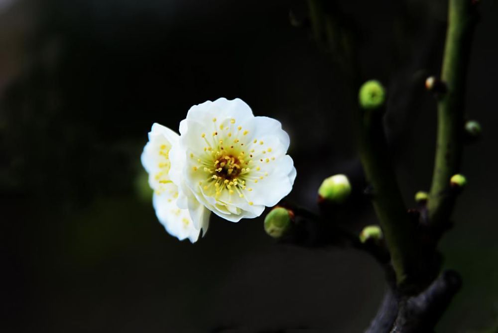 於光华  落日金光灿灿,梅花在阳光的衬托下,开得愈发美鲻