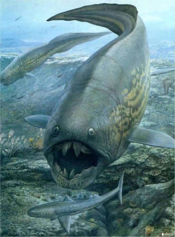 十大远古海洋生物,最后一个是地球上最大的鱼