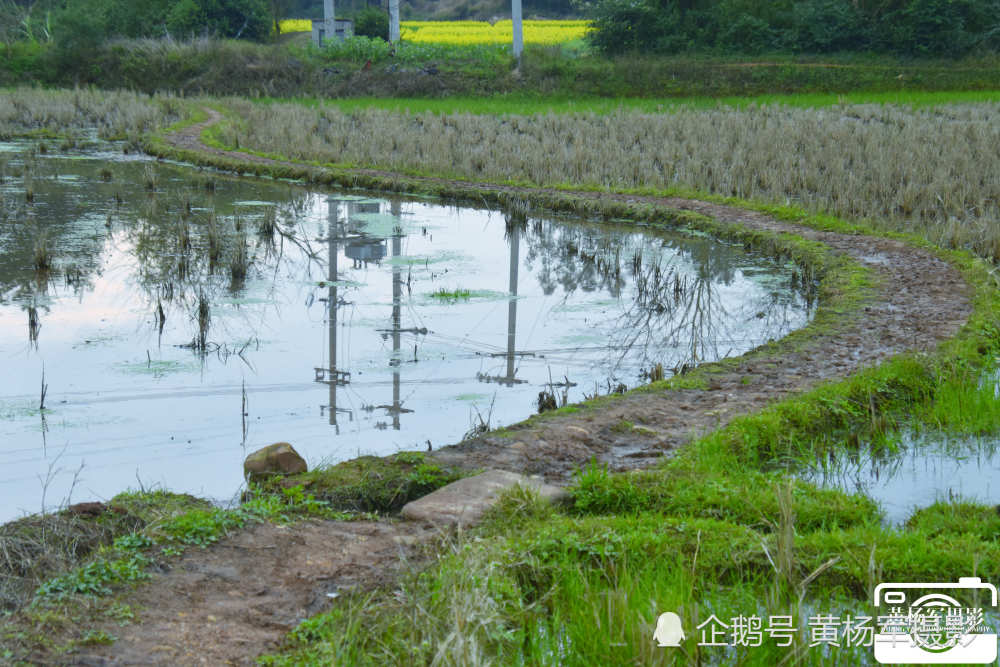 浇菜归来的客家母亲 故乡的原风景是弯弯的田埂,弯曲的田埂上不知