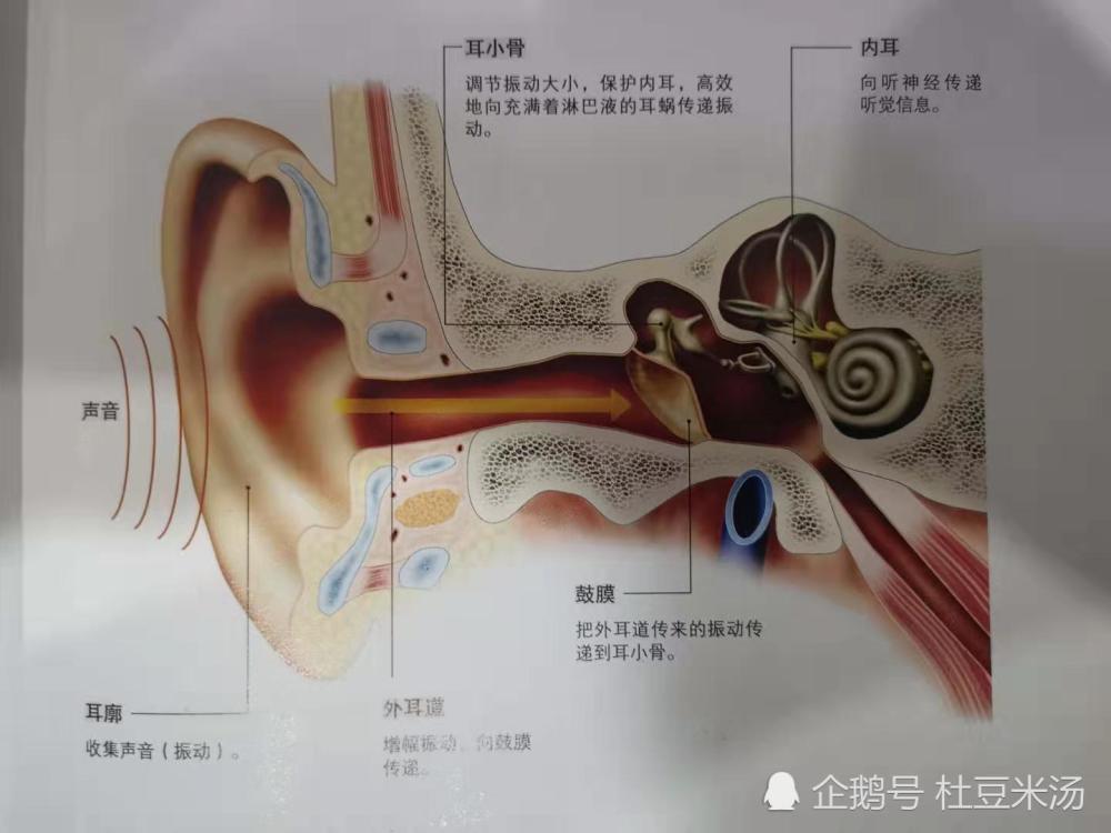 您对耳朵里毛细胞了解多少?声音是如何通过耳朵快速传递到大脑?