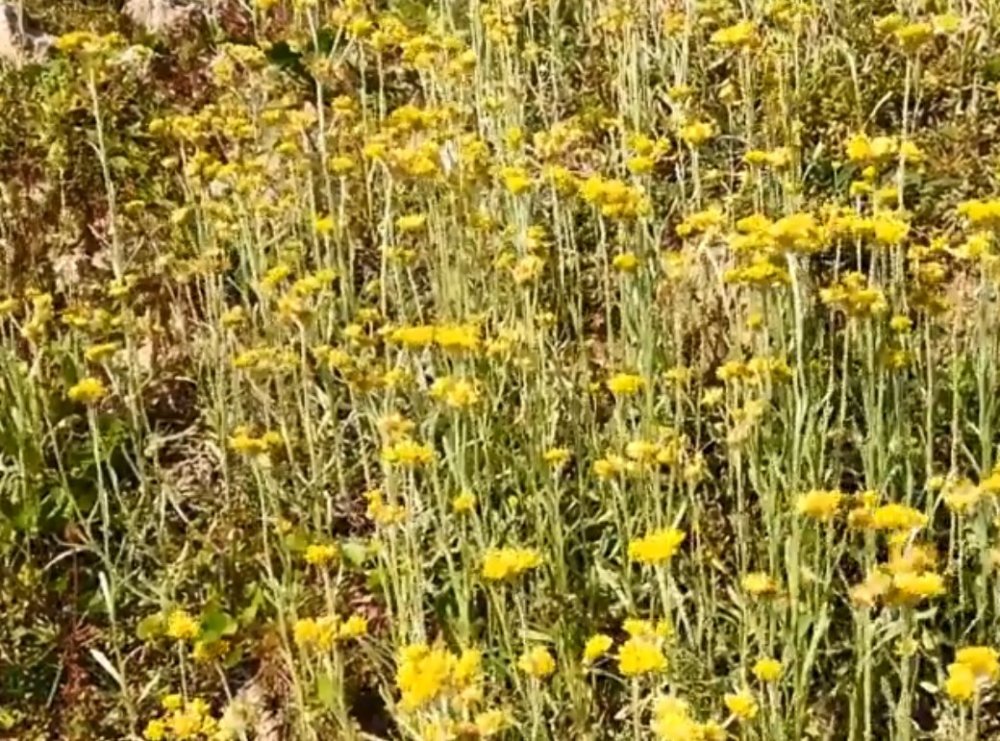 长在田埂边的一种野草,开着漂亮的小黄花,晒干后成农家常备草药