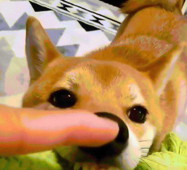 柴犬各种萌蠢傻缺表情包,总有一款萌到你!