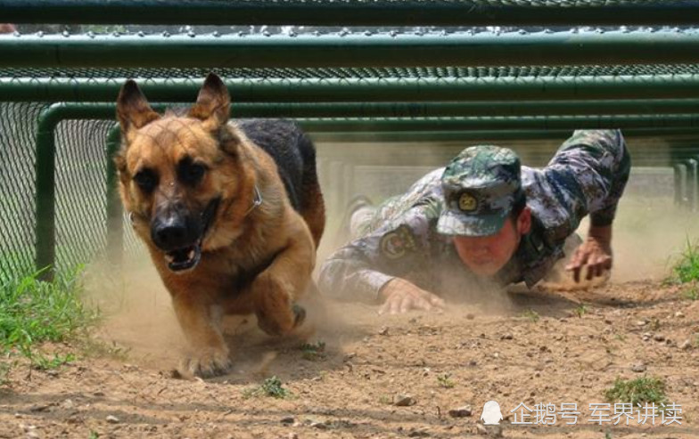 八张图带你看中国解放军军犬帅照,雪地里站岗纹丝不动