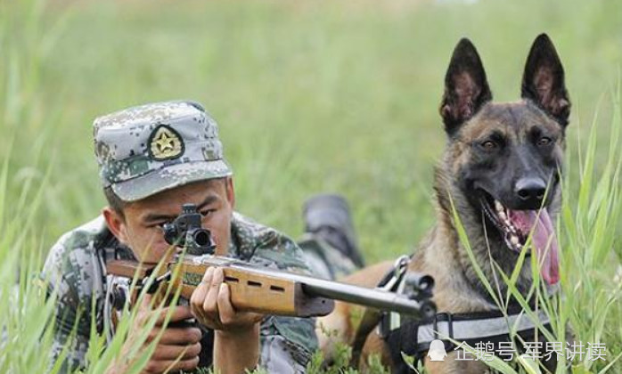 八张图带你看中国解放军军犬帅照,雪地里站岗纹丝不动