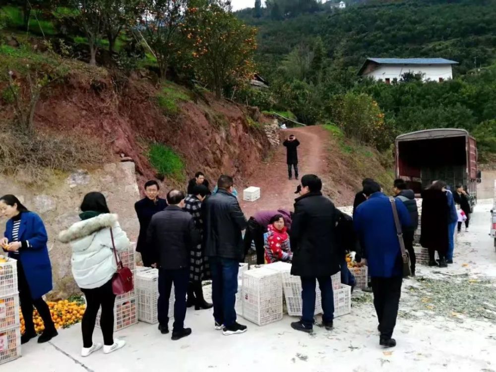 因雨雪天气,导致秭归县沙镇溪镇主产椪柑的范家坪村,高潮村,双院村