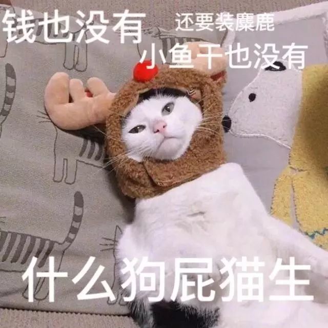 钱也没有 小鱼干也没有 还要装麋鹿,什么狗屁猫生