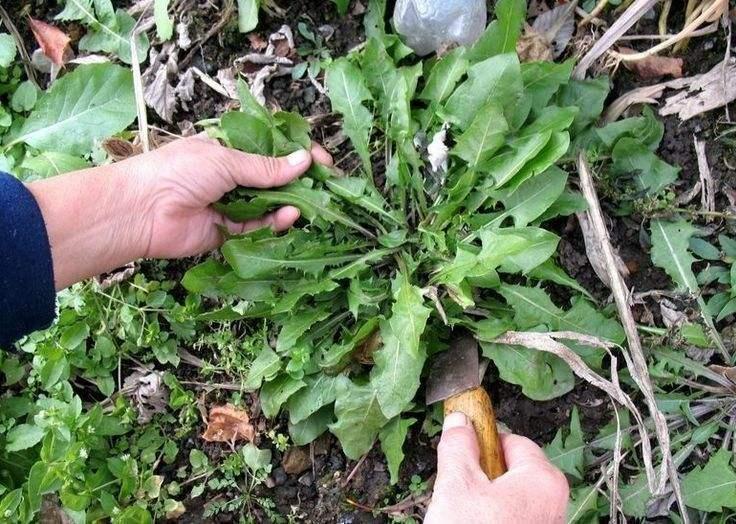 蒲公英的功效与作用