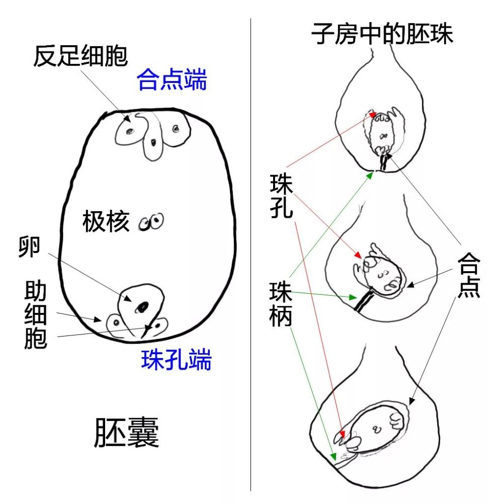 连接心皮与胚珠的结构称为珠柄.珠被,珠心,珠柄愈合的地方称为合点.