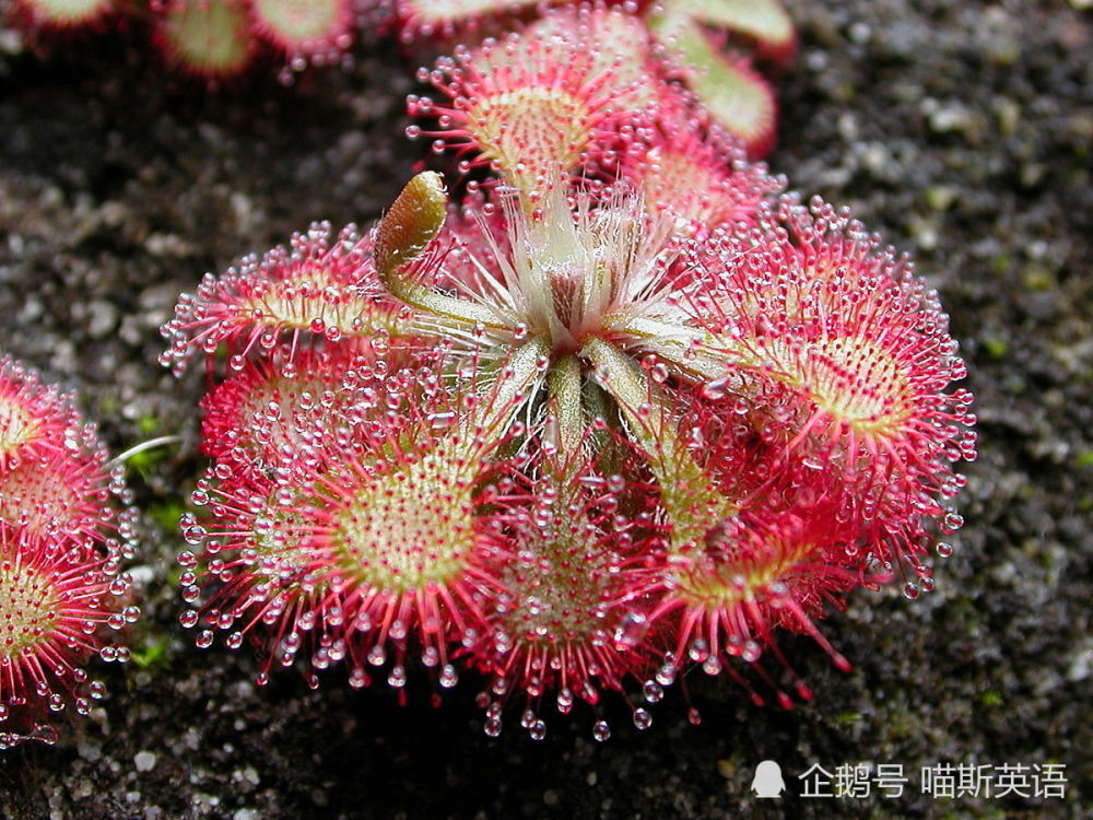 它们是植物中的 肉食者 大多数居然还被养在家里 看点快报