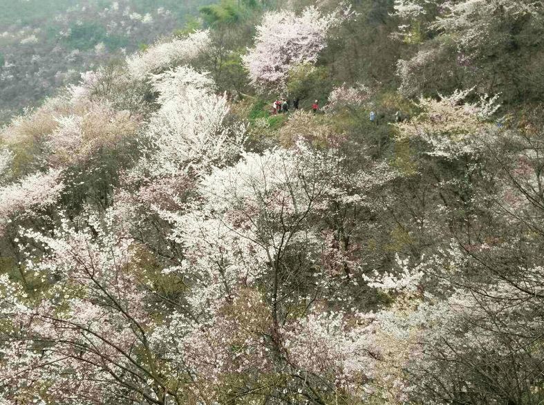 樱花,咸宁,大幕山,崇阳县,嘉鱼县,山樱花