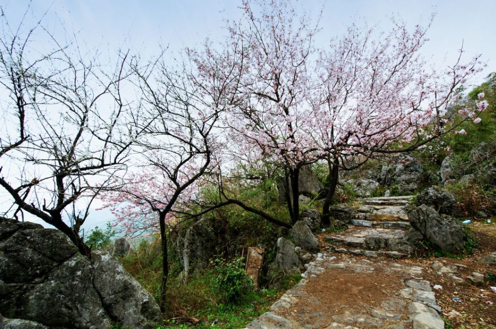 樱花,咸宁,大幕山,崇阳县,嘉鱼县,山樱花