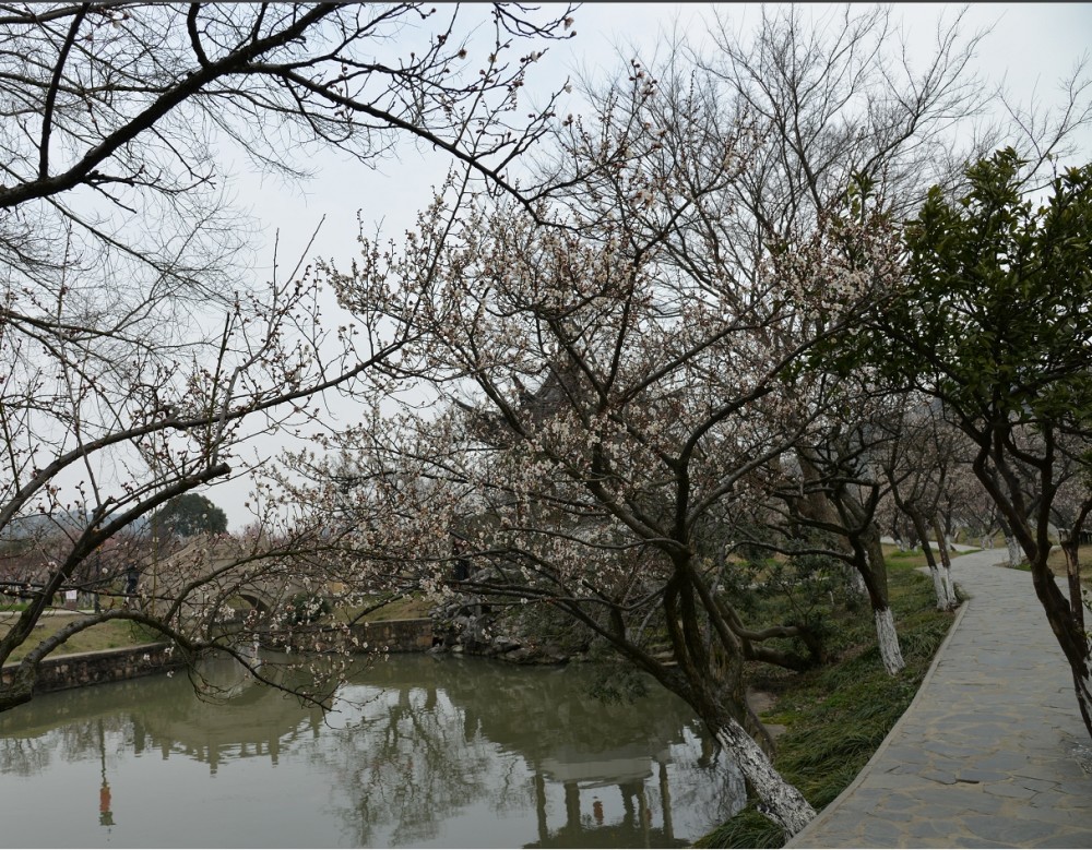 号称"天下第九洞天"的苏州西山林屋洞,3月的梅花还在绚烂绽放