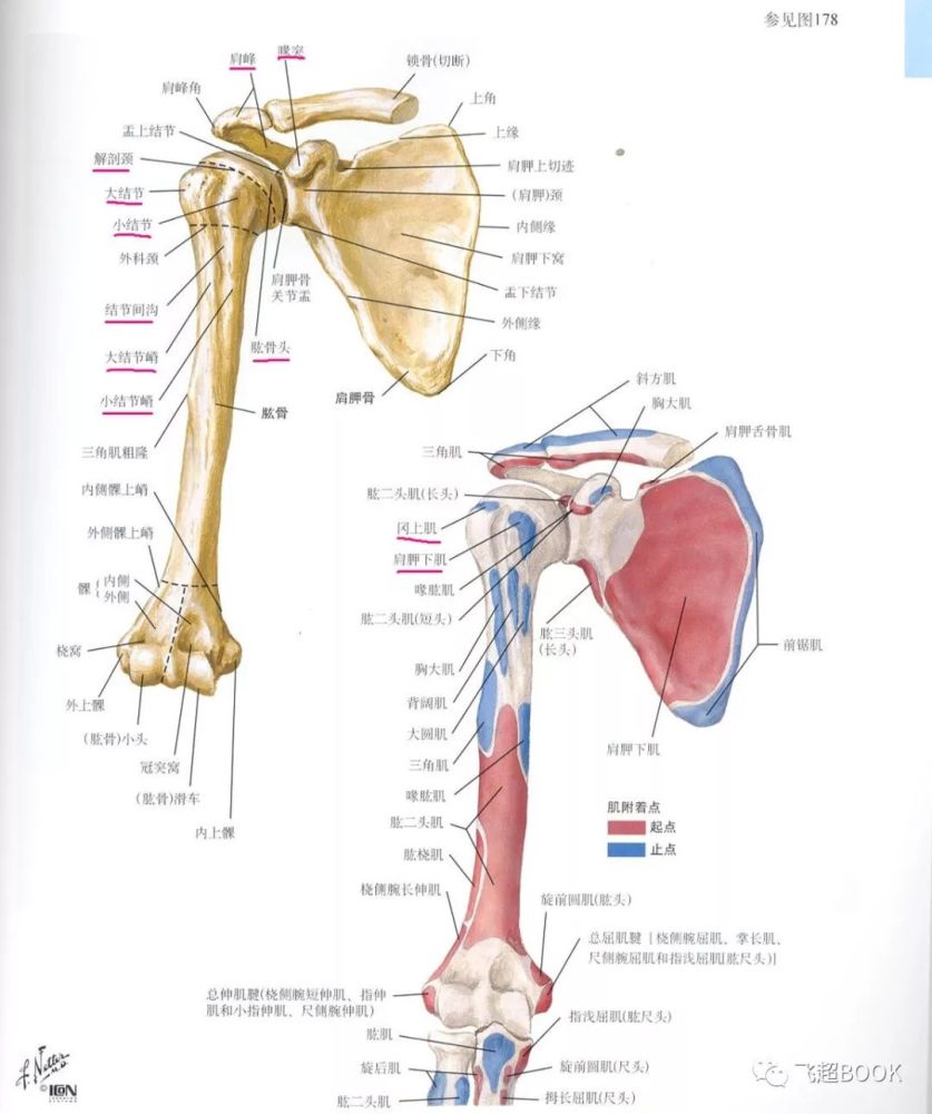 肱骨:肱骨头,解剖颈,大结节,小结节,大结节嵴,小结节嵴,结节间沟.