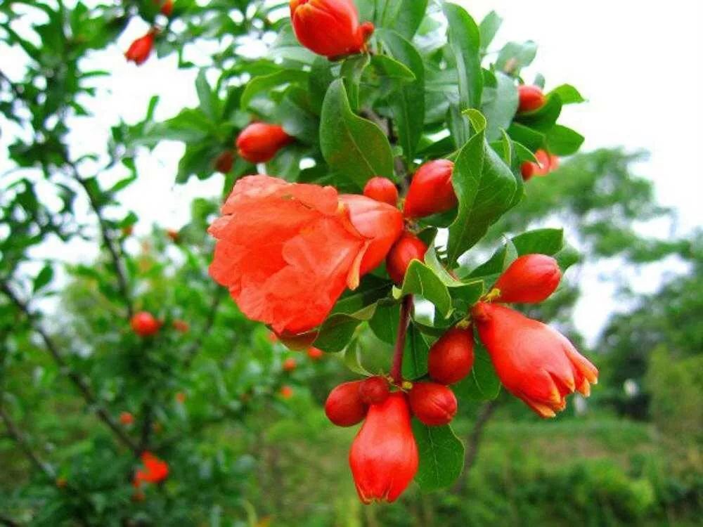 此花养家里,年年都开花,红红火火好运来,比绿萝好看10