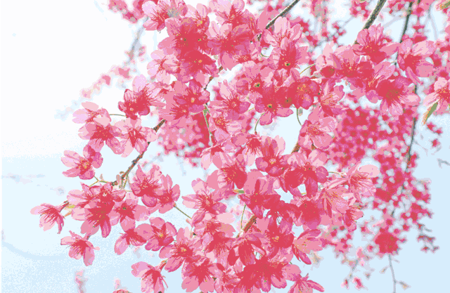 案例回顾 2018年3月18日,位于重庆渝中区江心的珊瑚坝湿地公园发生