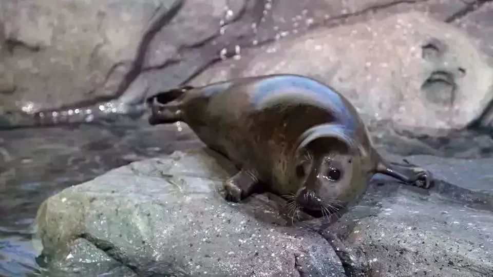 零距离感受潮间生物的万般姿态,听大海龟讲述深海的故事.