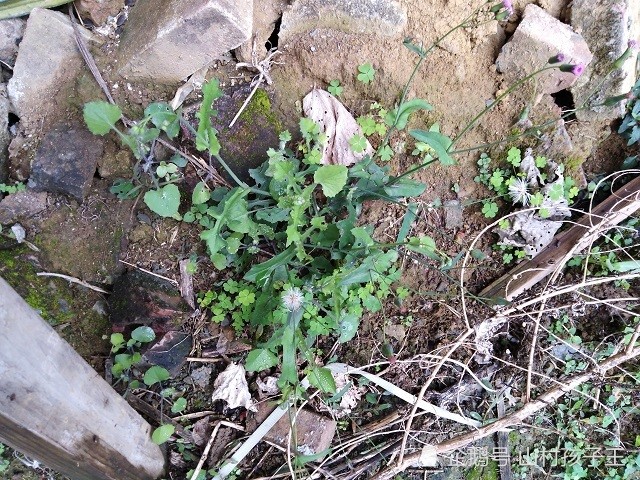 一点红,杂草,草药,野菜,蔬菜