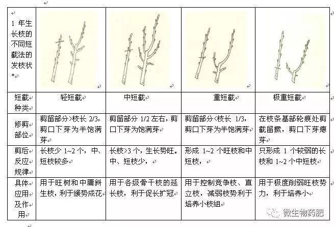 扭:就是间断曲扭细长虚旺枝,抑制顶芽生长,抑前促后.