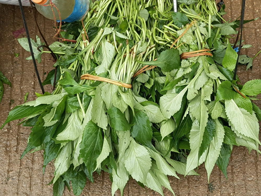 5,麻叶是潮汕的常规蔬菜品种,清远这里也看到很多在卖,有意思.