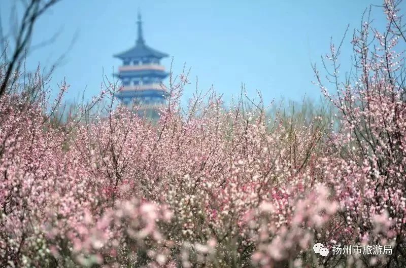 扬州的梅花文化别具一格,在于这方土地上的人与梅花的互动,互动得深沉