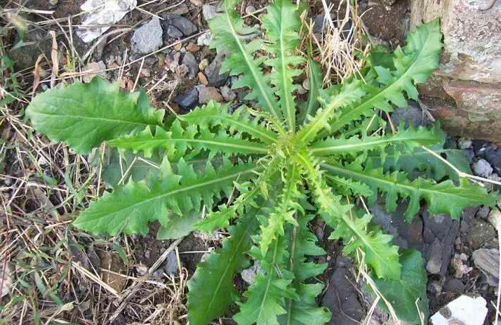 春季多吃这3种野菜,好吃营养还降血压,最