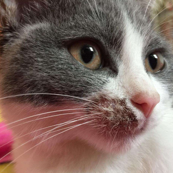 猫咪患皮肤病主要由什么原因引起 症状表现有哪些 猫癣如何治疗 看点快报