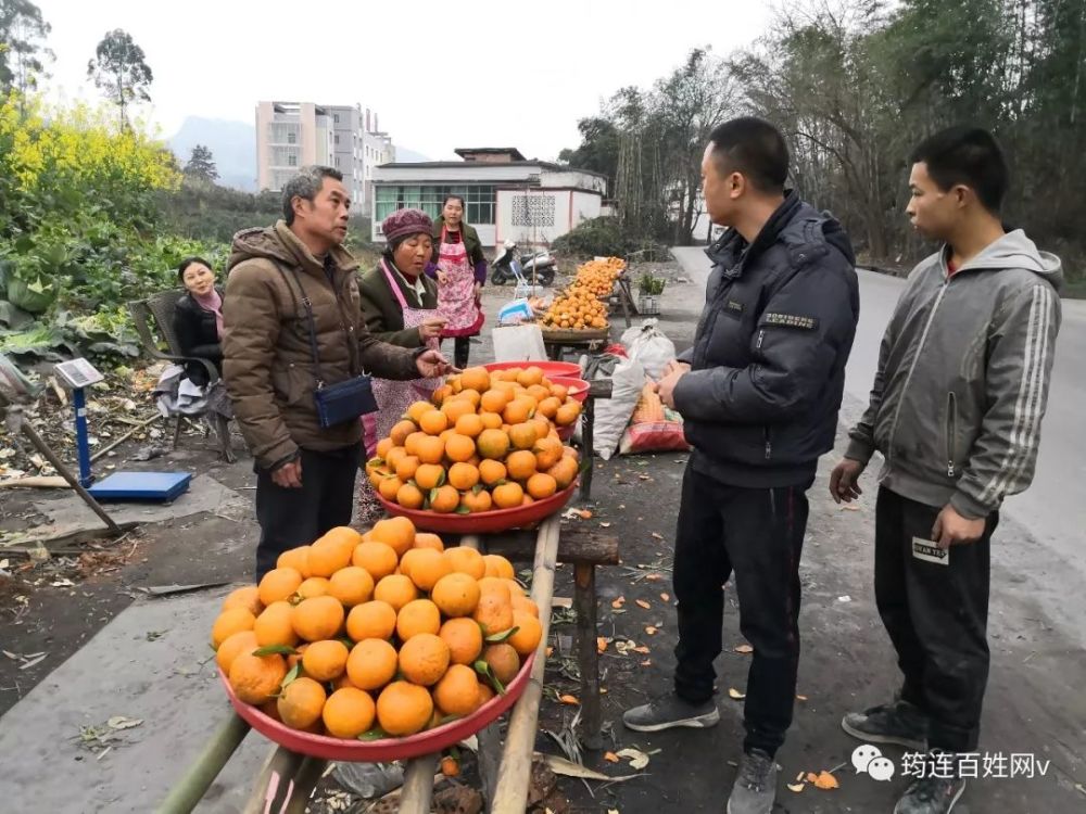 筠连腾达镇还有种水果也很"安逸"!