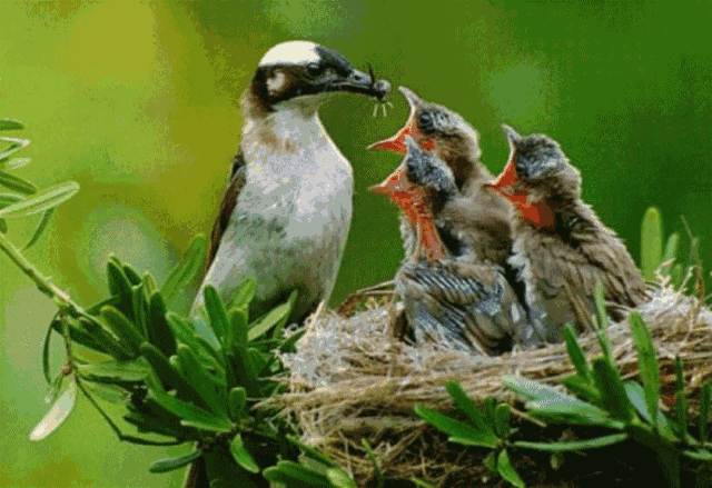 壁纸 动物 鸟 鸟类 雀 640_439 gif 动态图 动图