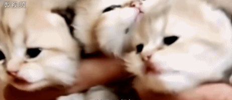 嘴对嘴给猫做人工呼吸