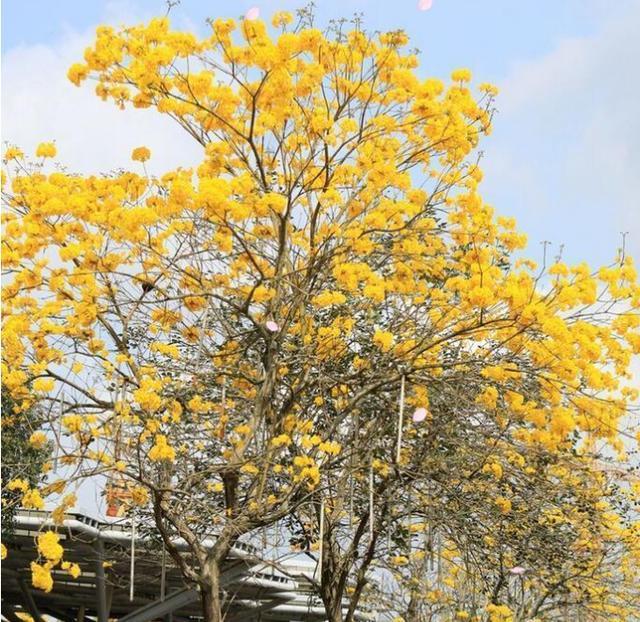 黄花风铃摇曳椰城 花团锦簇,落英缤纷