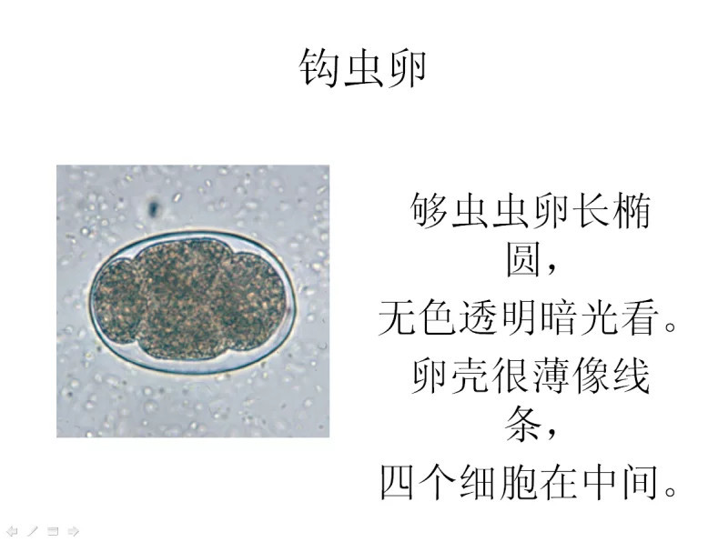 钩虫卵图片