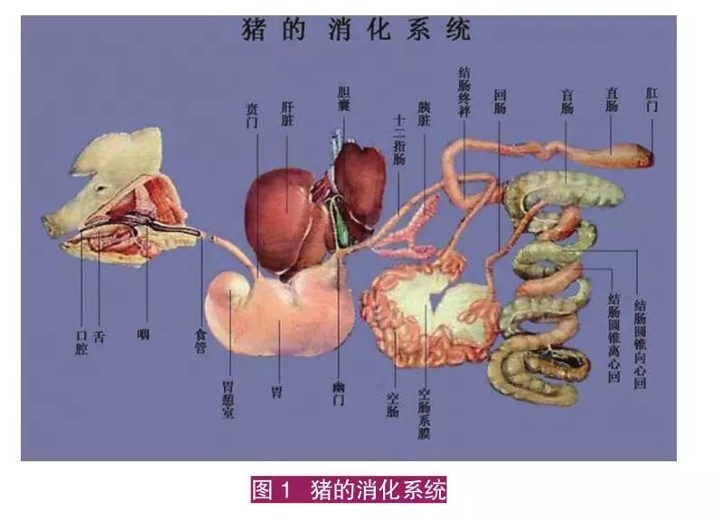 张铁鹰:饲料预消化——饲料加工新模式