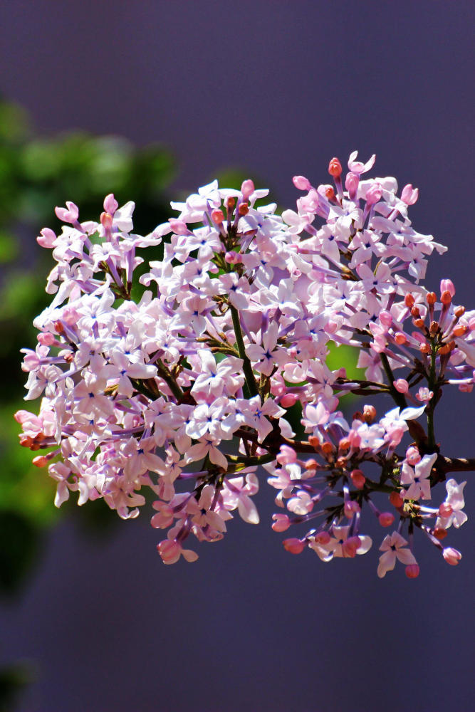 丁香花开.花繁蜂忙见丁香