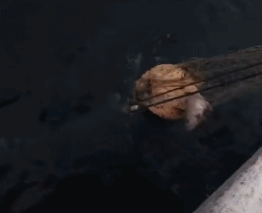 人类隔离才几天，河水清了，空气好了，动物回来了