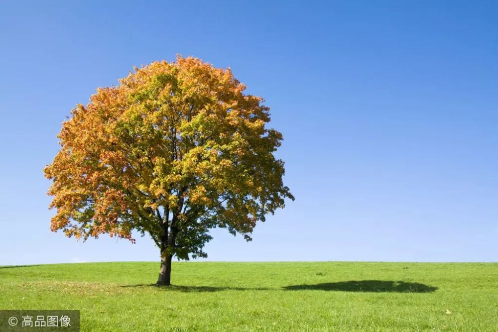 有一种极致的美,叫"一棵树的一年四季"