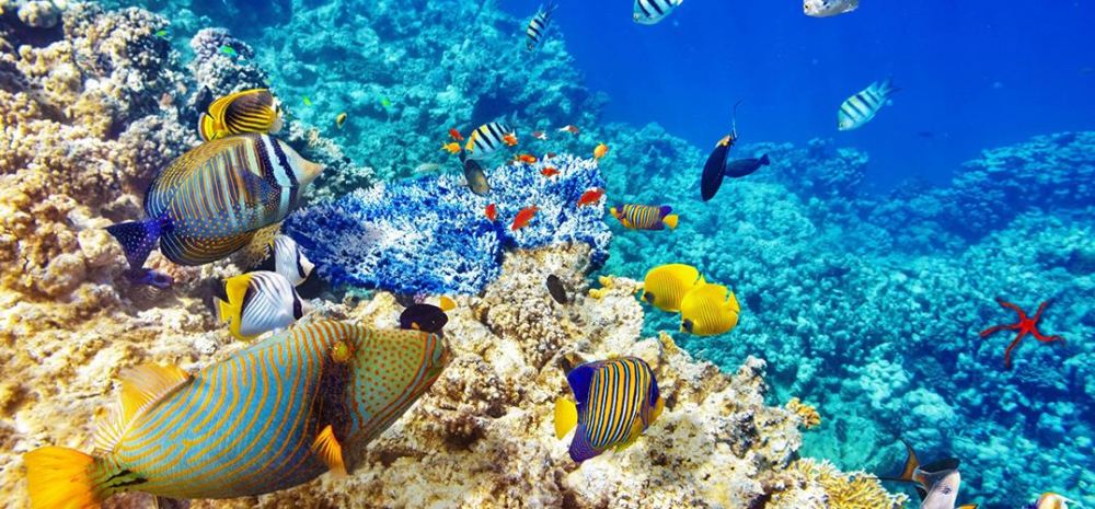 珊瑚海因有大量珊瑚礁而得名,色彩斑驳地点缀在清澈的