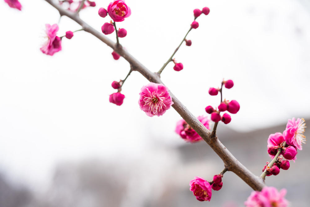 又到梅花盛开时,如何拍出背景简洁的漂亮梅花,记住九个字就够了