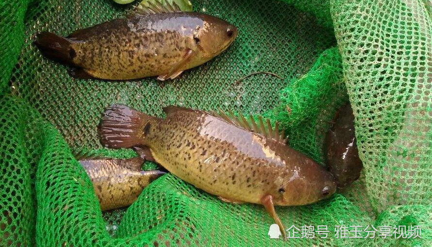 这样会走路的鱼还是第一次见,它们还可以攀爬在树上,让人惊叹!