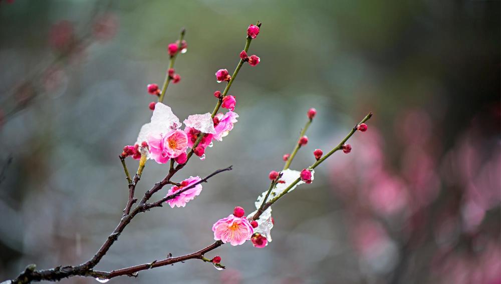 寻常一样门前雪,才有梅花便不同!图丨莱目