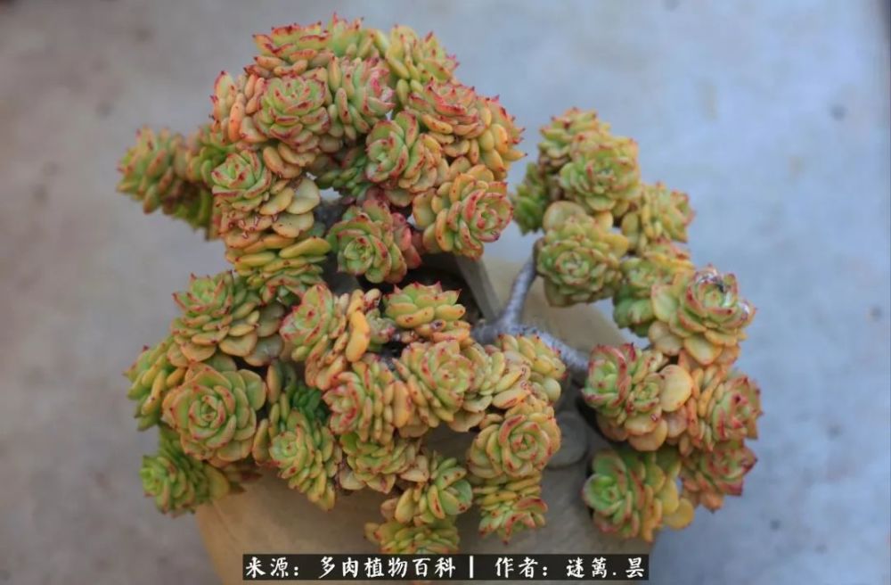 多肉,水培,玫瑰法师,月影,西尔克,牡丹,静夜,莎莎女王,乔伊,洞庭湖